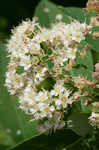 Virginia meadowsweet